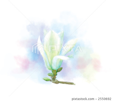 Magnolia flower Magnolia flower 2550692