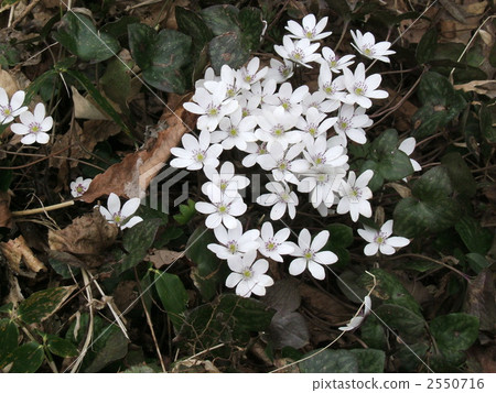 Affiliation Affiliation 2550716