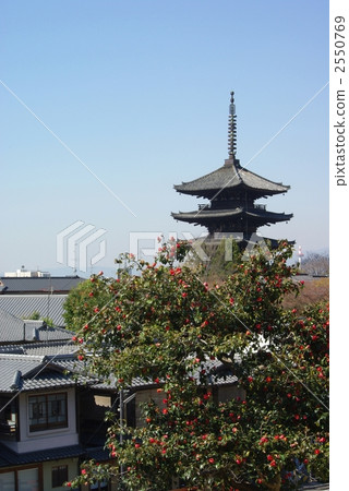 椿和八坂塔 2550769