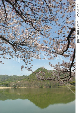 櫻花盛開的廣澤池塘 2550955