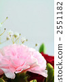 Carnation  2551182