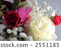 Turkish bellflower 2551185
