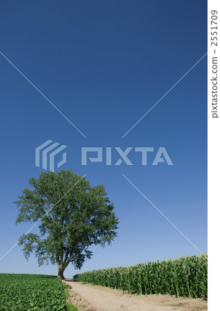 Philosophical tree Biei Ichigi Philosophical tree Biei Ichigi 2551709