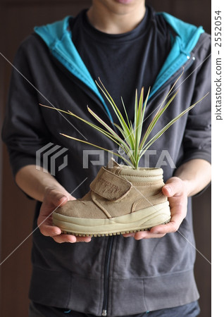 鞋莢植物 2552054