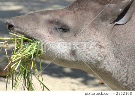 tapir, higashiyama animals and plants garden, colombian 2552168