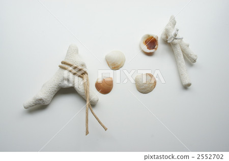 珊瑚和貝殼 珊瑚和貝殼 2552702