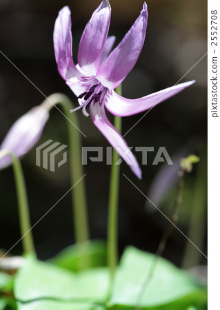 Katakuri花 Katakuri花 2552708