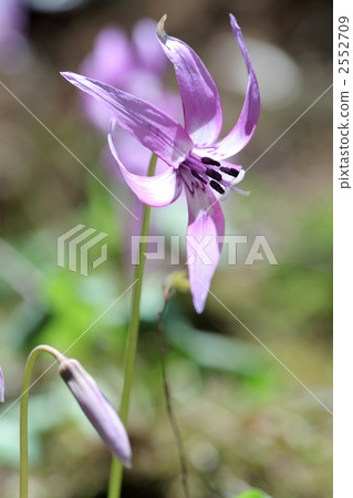 Katakuri花 2552709