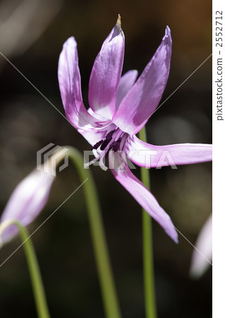 Katakuri花 2552712