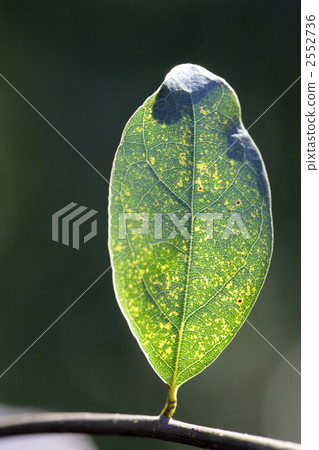 葉脈 2552736