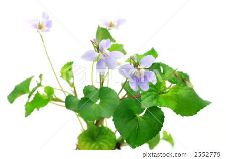 有氣味的紫羅蘭 2552779