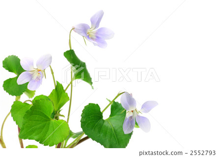 Odorous violet 2552793