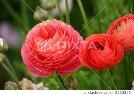 花園 花園 2553255