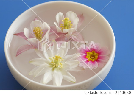 flower arrangement, flower arrangements, fan columbine 2553680