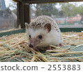 刺猬 刺蝟 動物 2553883
