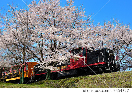 Sagano旅遊鐵路卡車1佐倉春天 Sagano旅遊鐵路卡車1佐倉春天 2554227