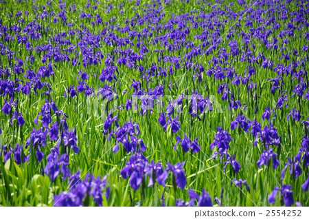 Okinotubata簇 2554252