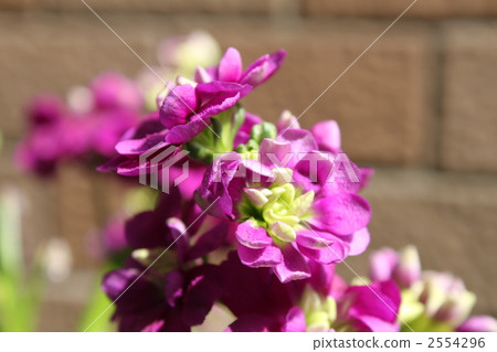 股票紫色 2554296