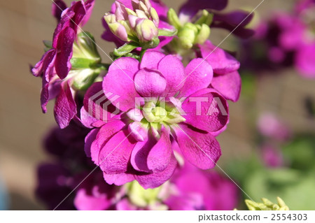 Stock purple 2554303