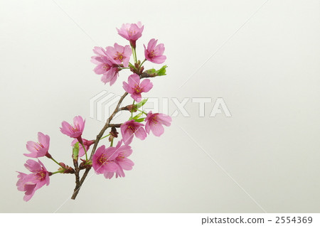 Cherry Princess 2554369