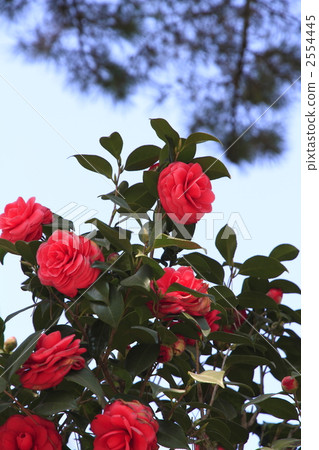 double flower, camellia, japanese camellia 2554445