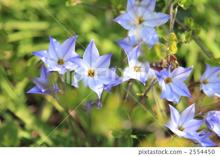 anagarisu, pimpernel, botanic 2554450