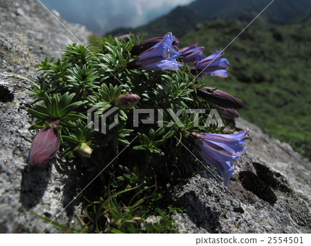 屋久島龍膽 2554501