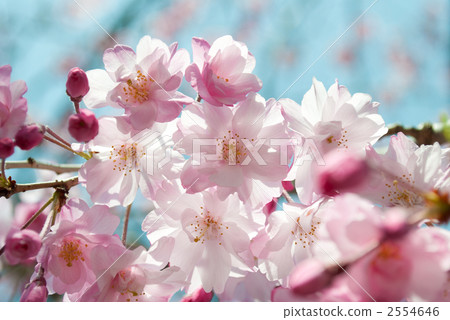 Heavy weeping 2554646