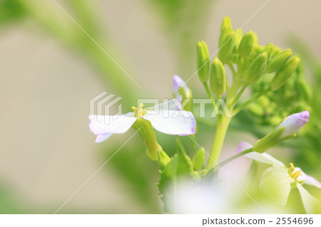 Daikon花 Daikon花 2554696