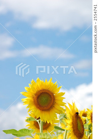 sunflower	 2554741