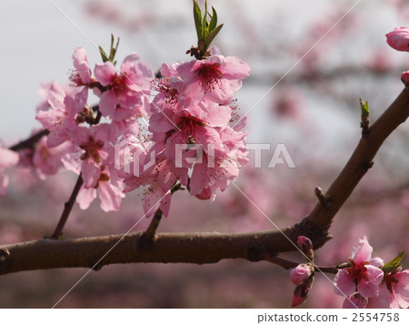 peach flower, peach, petal 2554758