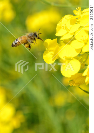 Rape blossoms and bees Rape blossoms and bees 2555014