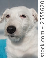parson russell terrier, land mammals, animal 2555620