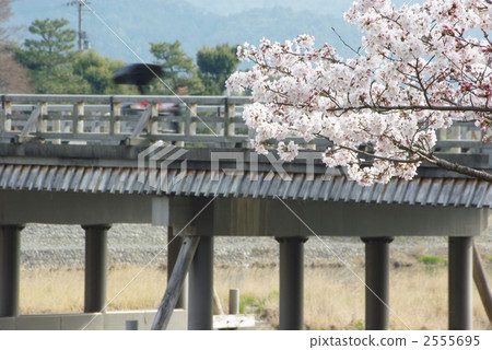 Sakura and rickshaw Sakura and rickshaw 2555695