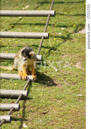 infant monkey, saimiri, squirrel monkey 2555703