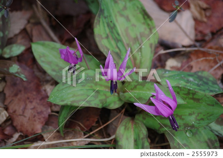 Katakuri of Nankoyama 2555973