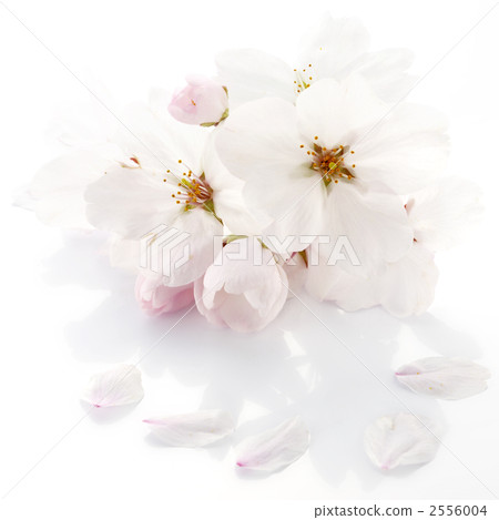 櫻花 櫻花 2556004