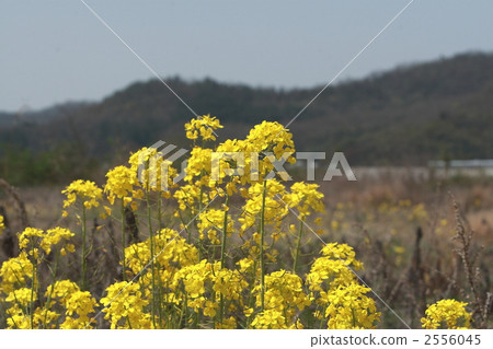 海藻芥末 海藻芥末 2556045