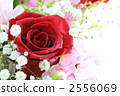 rose	 2556069
