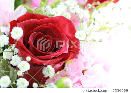 rose rose 2556069