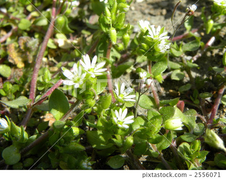 春天七草本一個逗人喜愛的花hakobe 春天七草本一個逗人喜愛的花hakobe 2556071