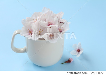 Cherry Blossoms   2556072