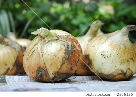 onion onion 2556126