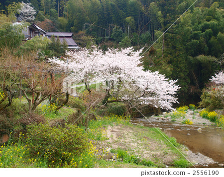 Cherry blossoms of Akitsuki Cherry blossoms of Akitsuki 2556190