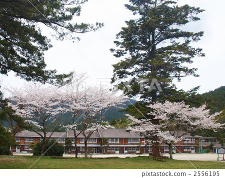 Cherry blossoms of Akitsuki Cherry blossoms of Akitsuki 2556195