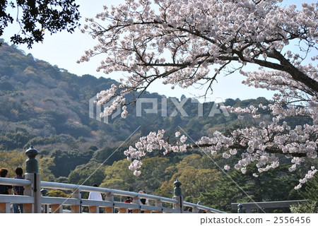 伊勢神宮宇治橋和櫻花 2556456