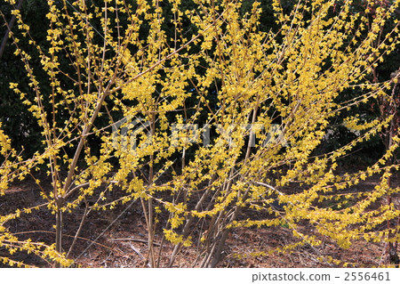 Forsythia Forsythia 2556461