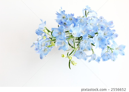 Delphinium Delphinium 2556652