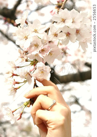 Cherry Blossoms	 2556653