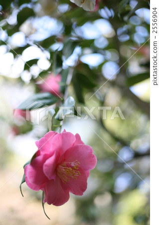 山茶花在京都 山茶花在京都 2556904